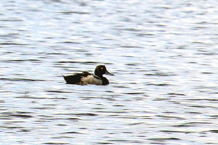 Lesser Scaup - ML592530431