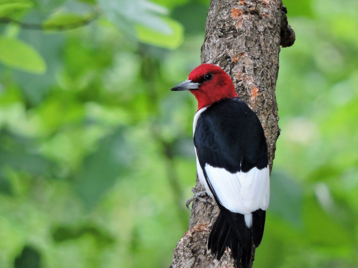 Red-headed Woodpecker - S. K.  Jones