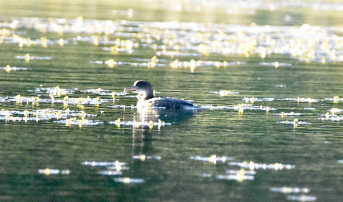 Hooded Merganser - ML59253081