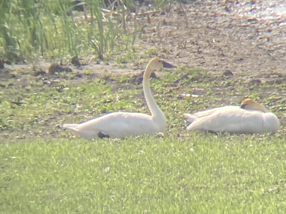 Tundra Swan (Whistling) - Dave Wilson