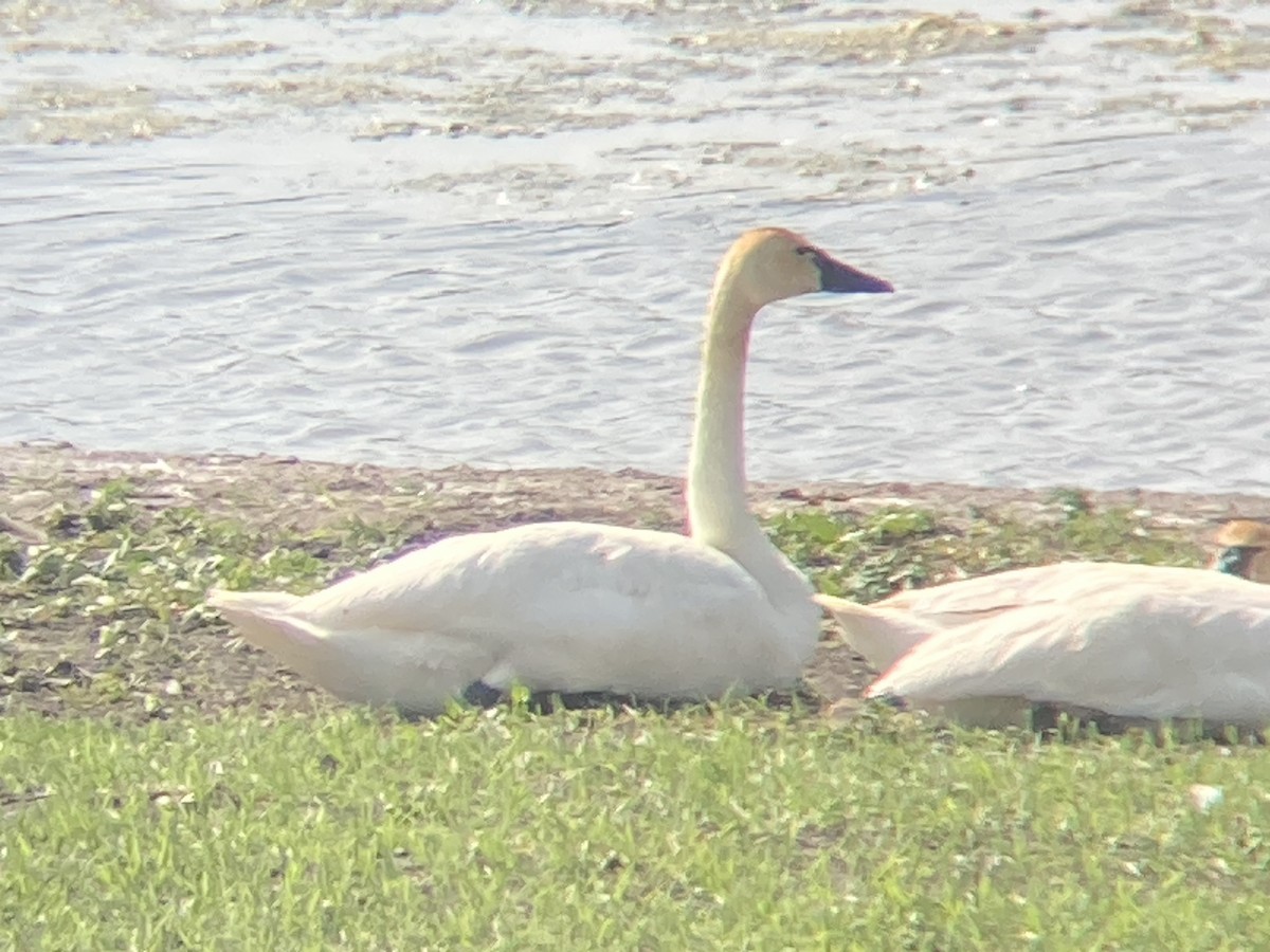 Tundra Swan (Whistling) - ML592530931