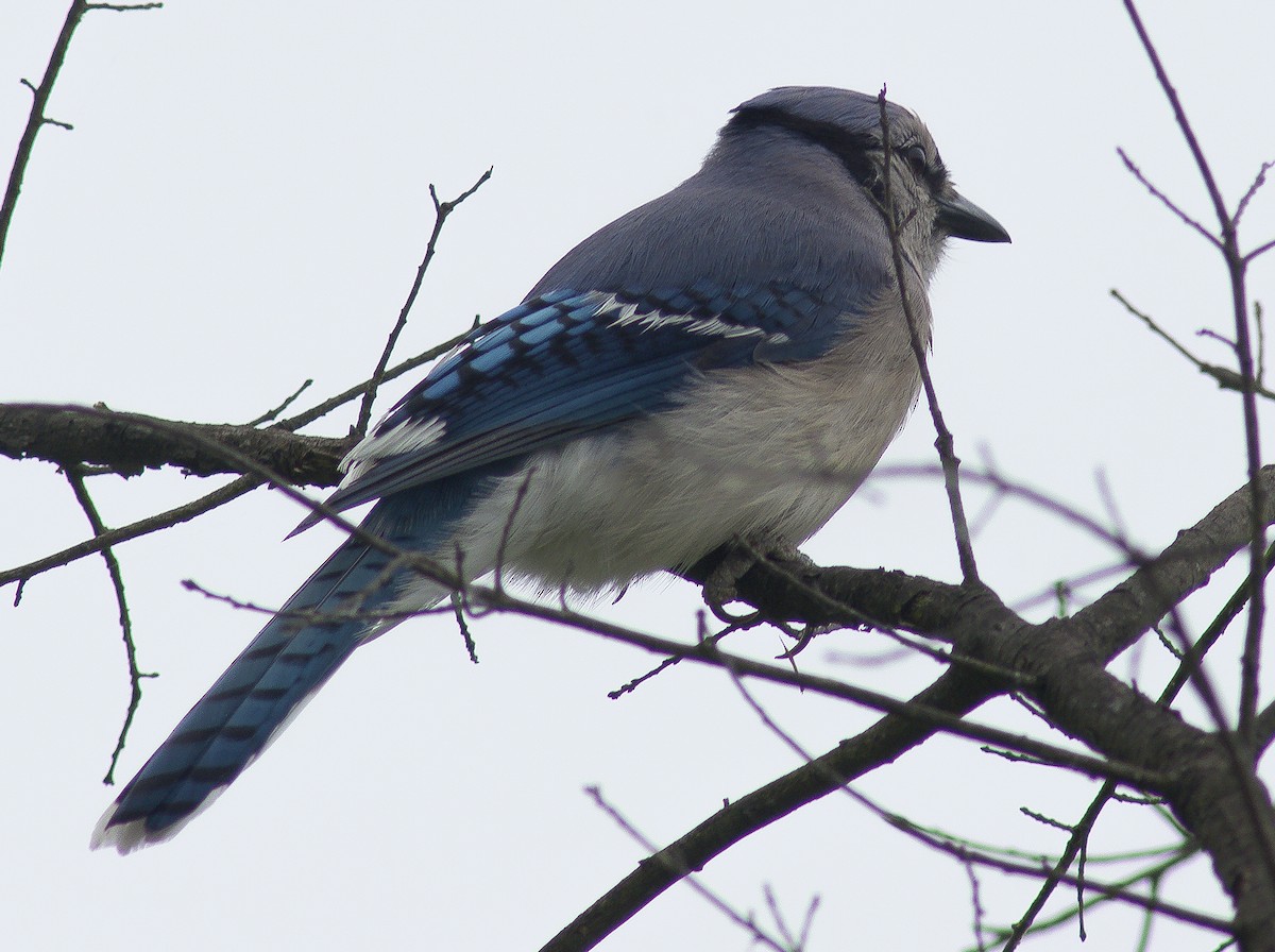 Blue Jay - ML59253141