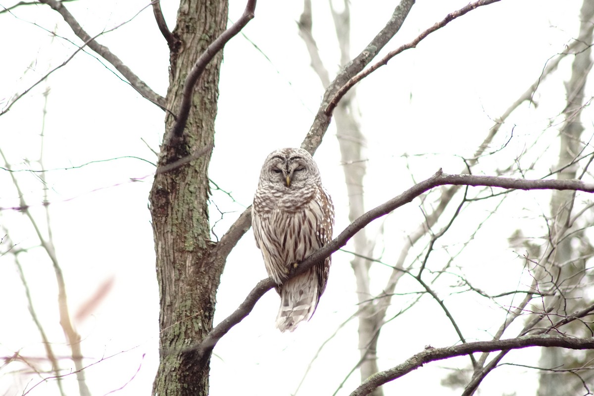 Barred Owl - ML59253151