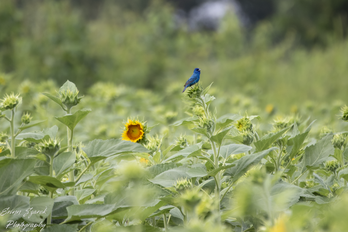 Indigo Bunting - ML592531551