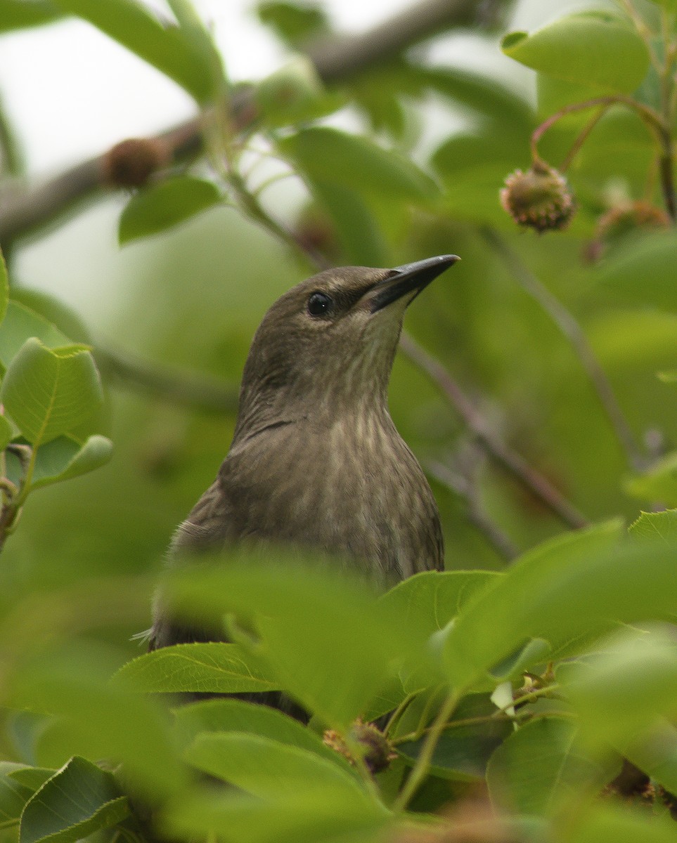 European Starling - ML59253191