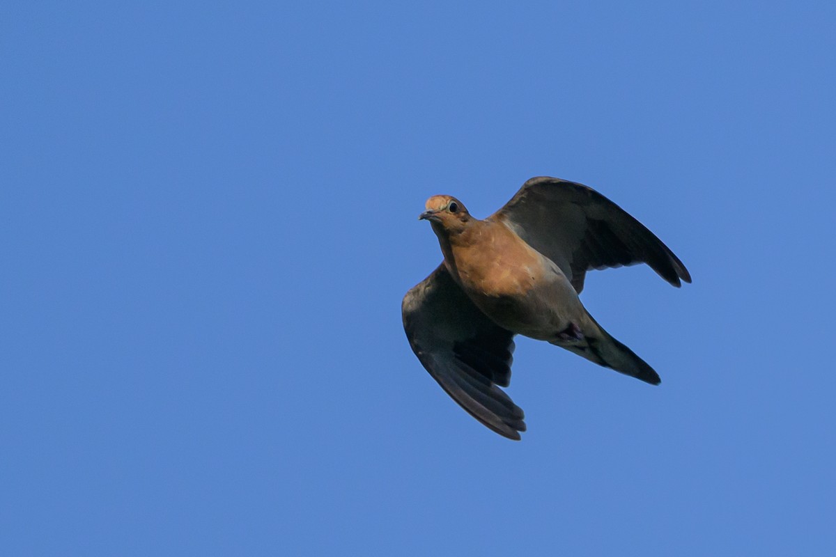Mourning Dove - ML592532231
