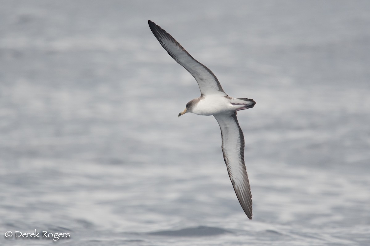 Cory's Shearwater (Scopoli's) - ML59253261