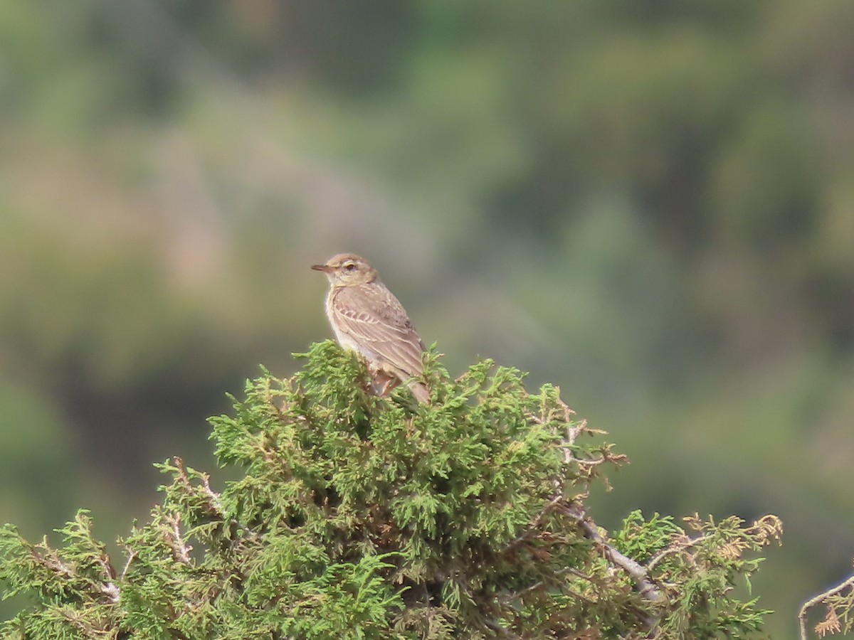 African Pipit - ML592532991