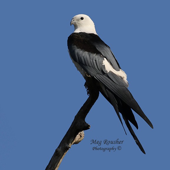Swallow-tailed Kite - Meg Rousher