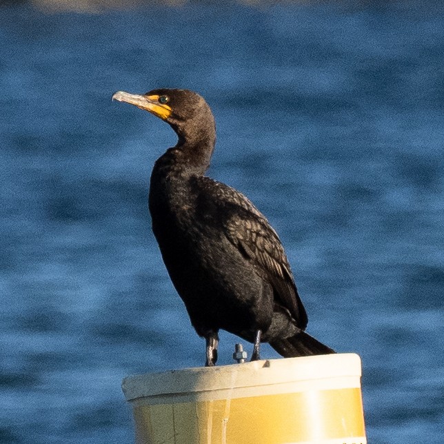 Double-crested Cormorant - ML592533621