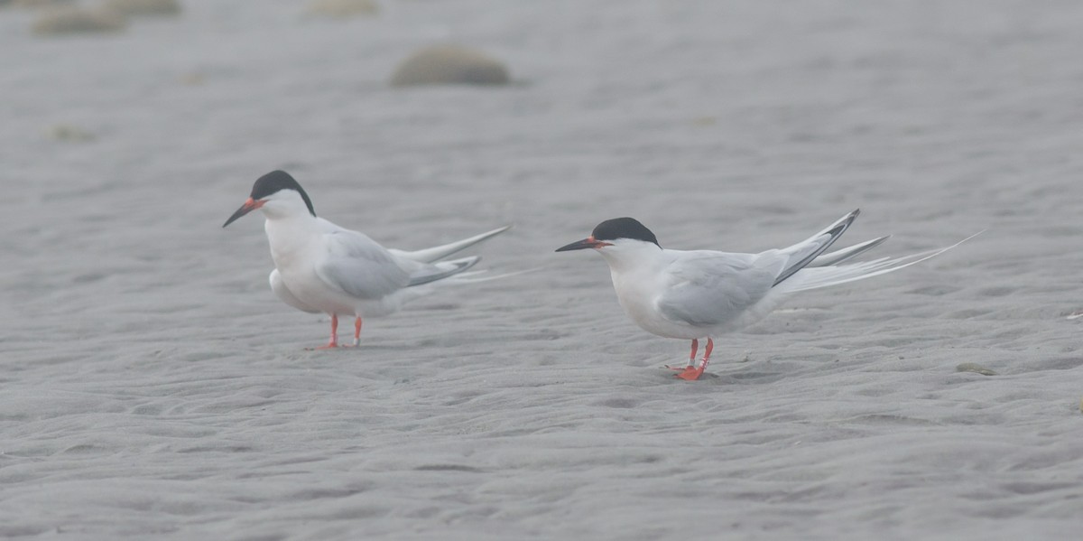 Roseate Tern - Alix d'Entremont