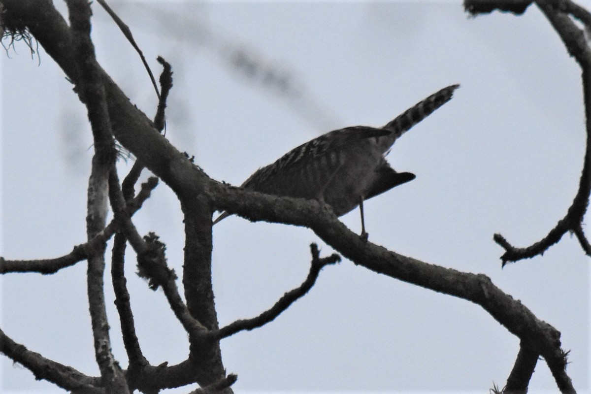 Fasciated Wren - ML592535471