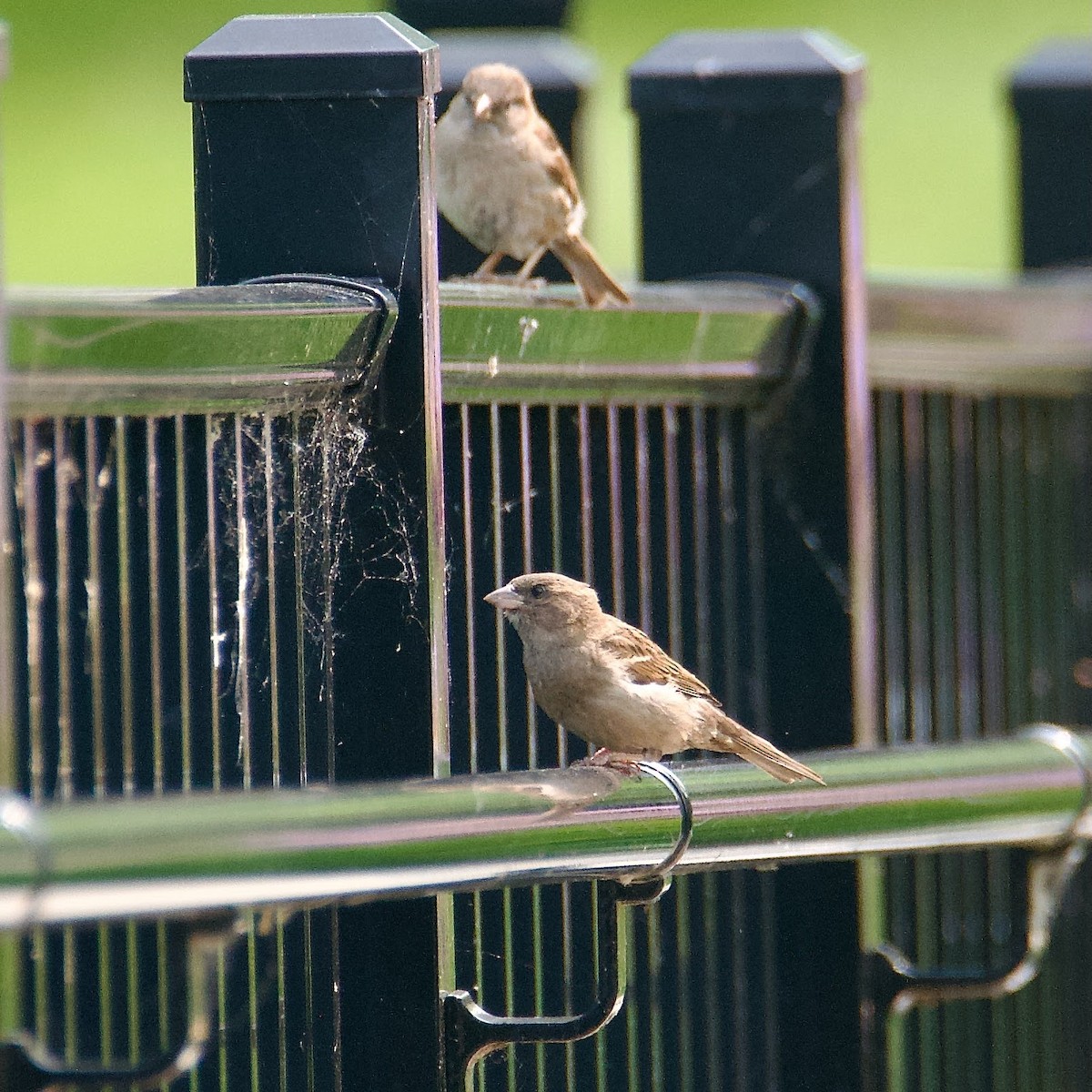 House Sparrow - ML592535971