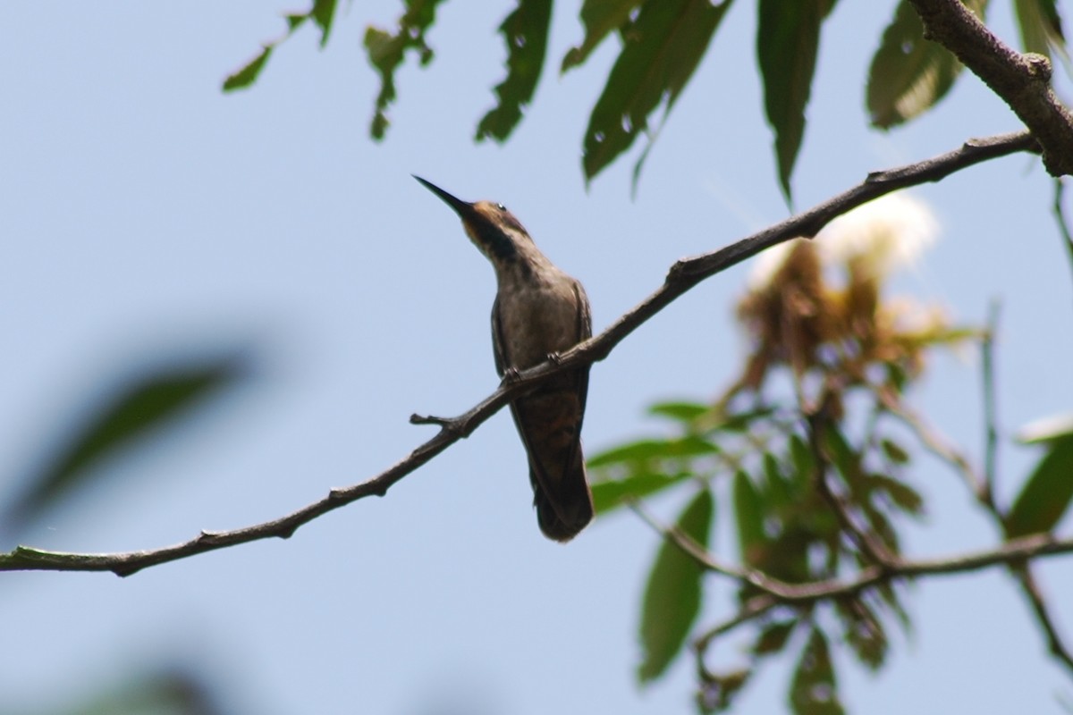 kolibřík fialovouchý - ML592536221