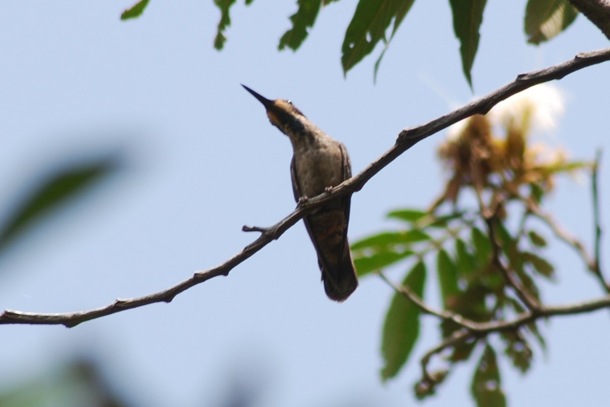 kolibřík fialovouchý - ML592536231