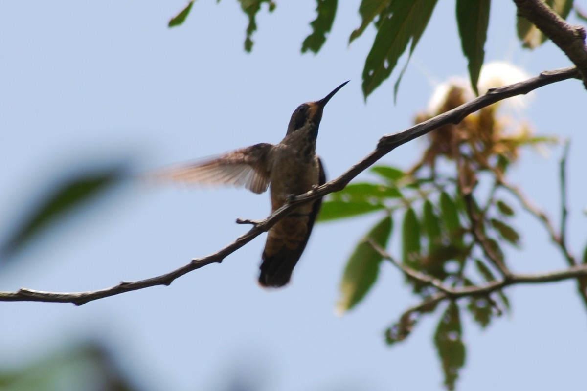 kolibřík fialovouchý - ML592536371