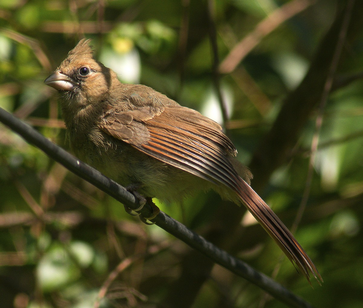 Northern Cardinal - ML59253671