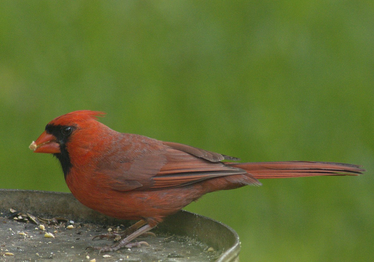 Northern Cardinal - ML59253681