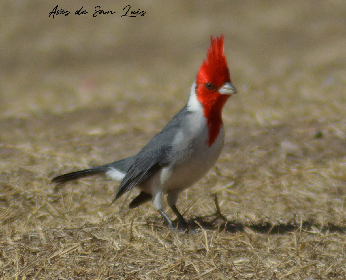 Red-crested Cardinal - Luciano Perotti