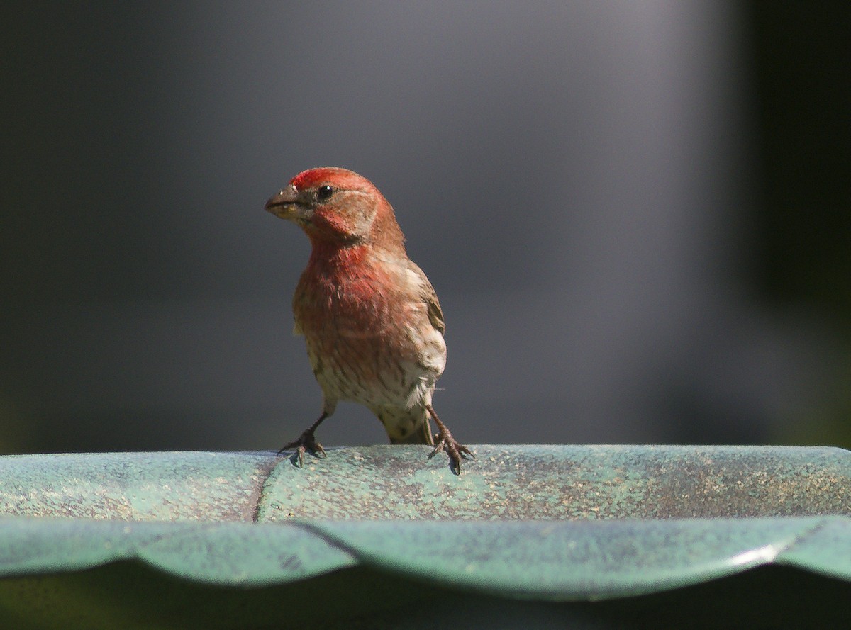 House Finch - ML59253801