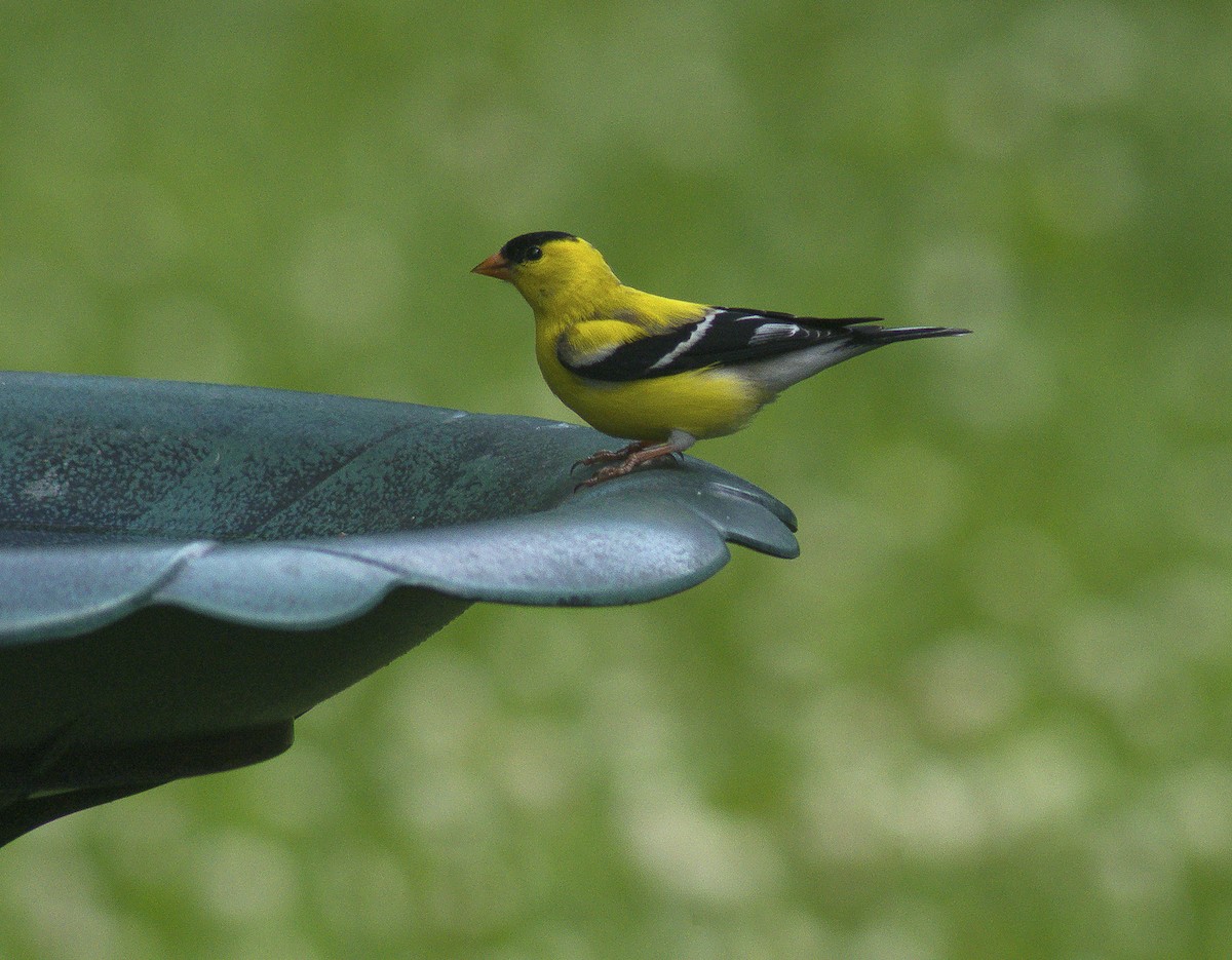 American Goldfinch - ML59253831