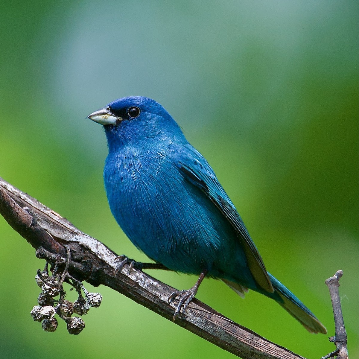 Indigo Bunting - Cheryl & Scott Taylor