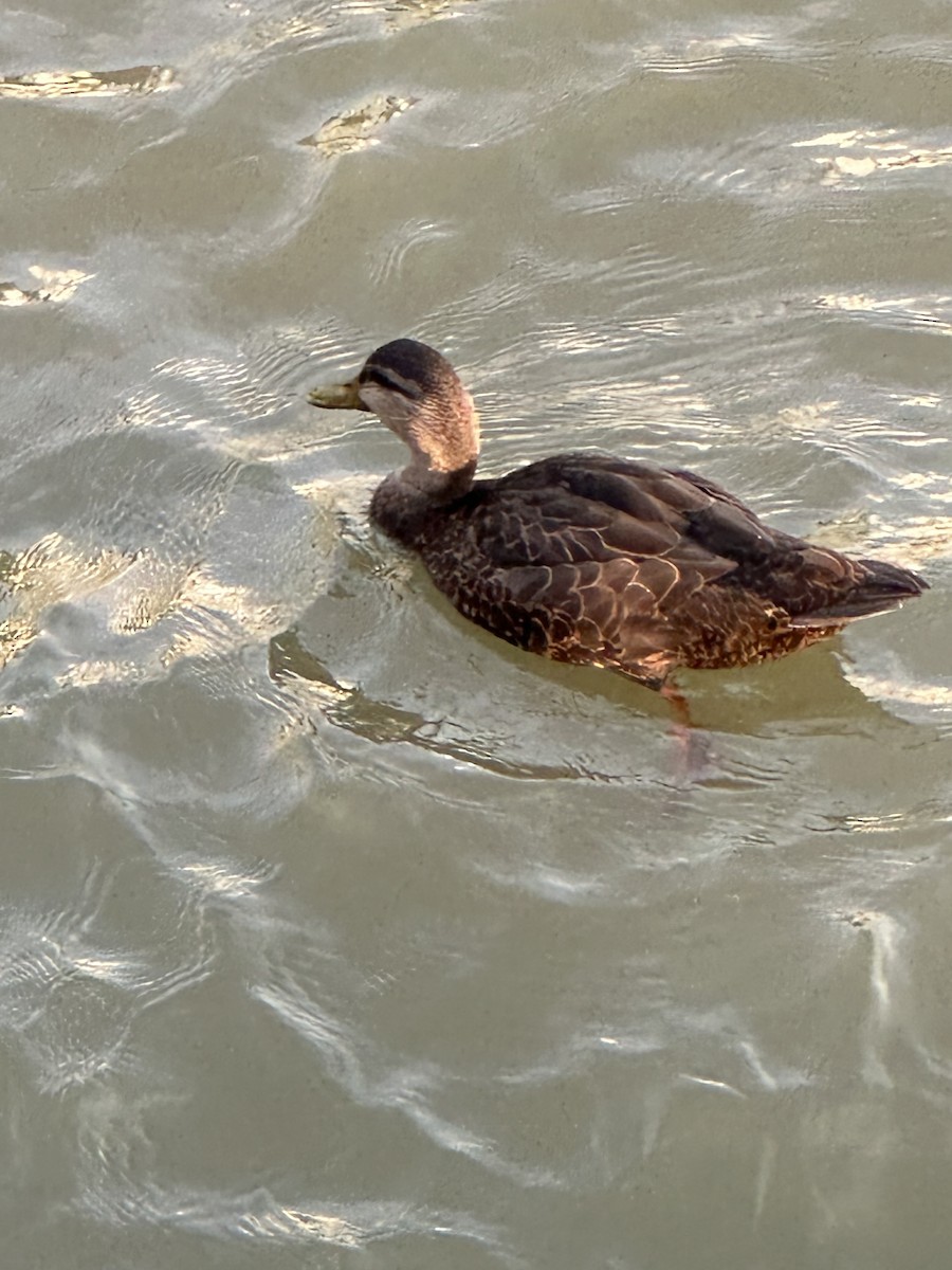 American Black Duck - ML592539261