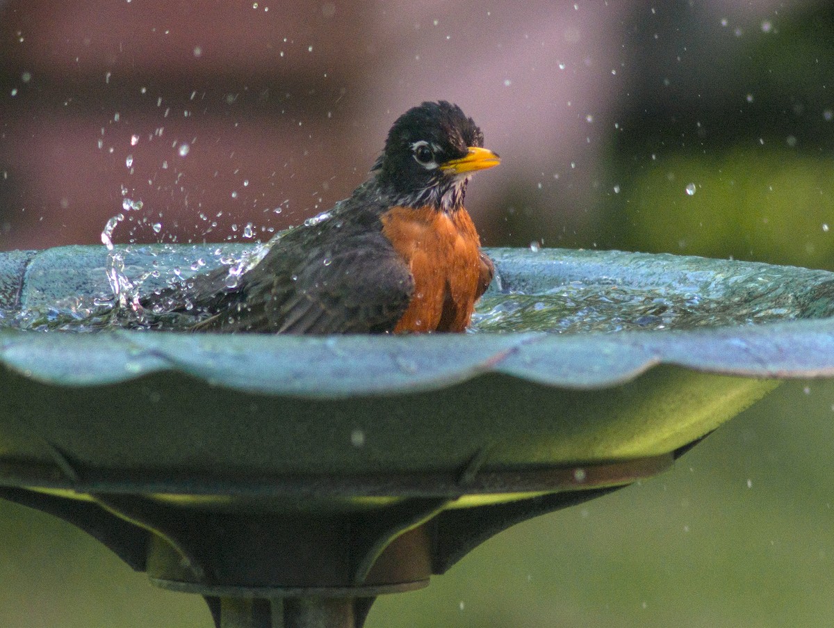 American Robin - ML59253951
