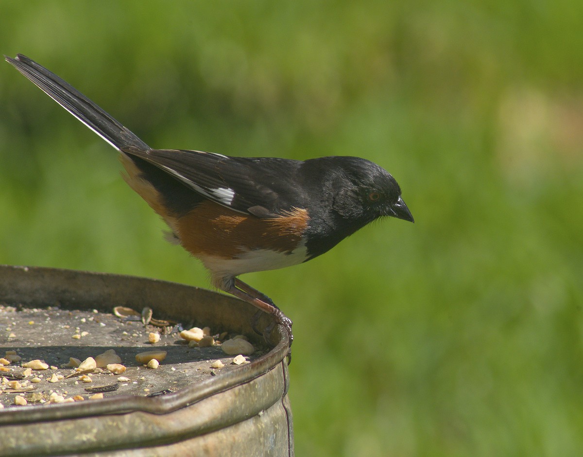 Eastern Towhee - ML59253961