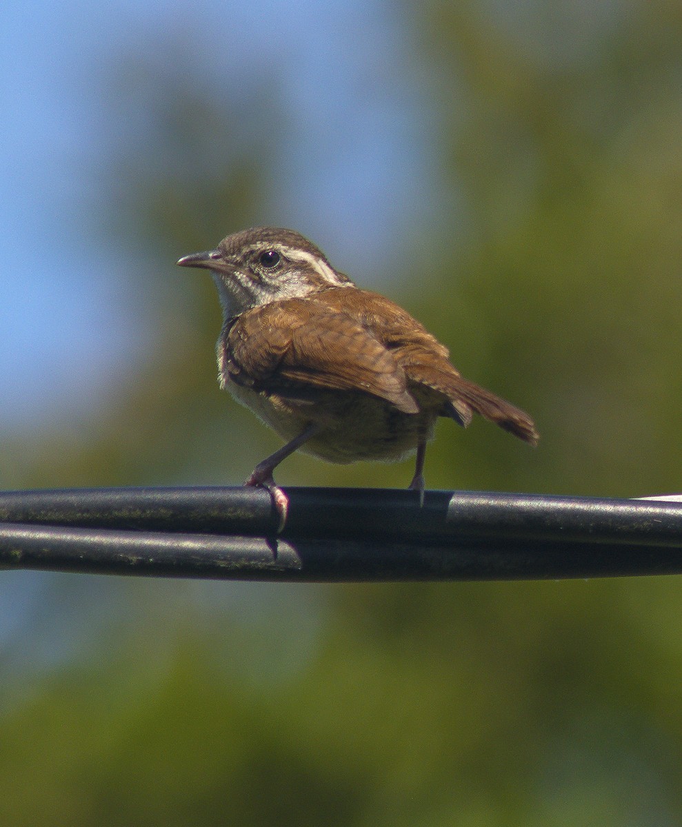 Carolina Wren - ML59254081