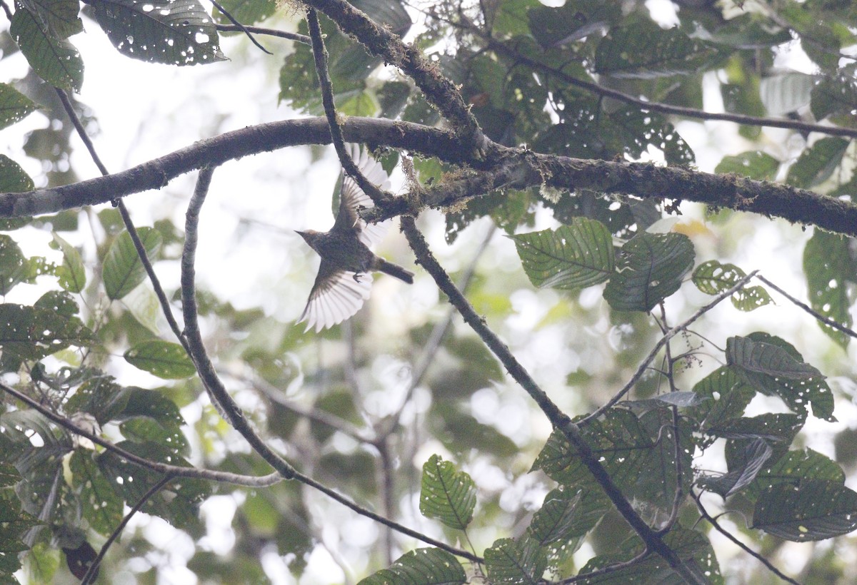 Thick-billed Berrypecker - ML592540991