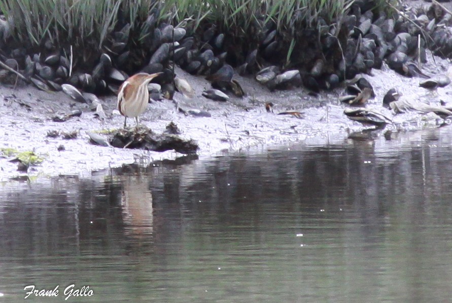 Least Bittern - ML59254161