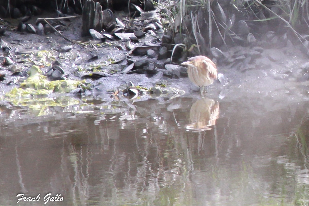 Least Bittern - ML59254171