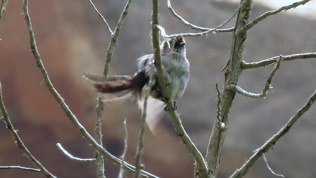 Yemen Warbler - ML592542981