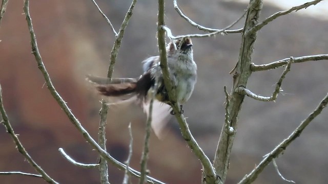 Fauvette du Yémen - ML592542981