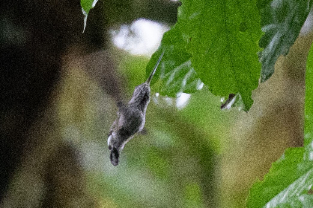 Zahnschnabelkolibri - ML592544991