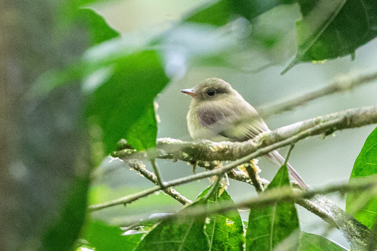 Olivrücken-Schnäppertyrann - ML592545281