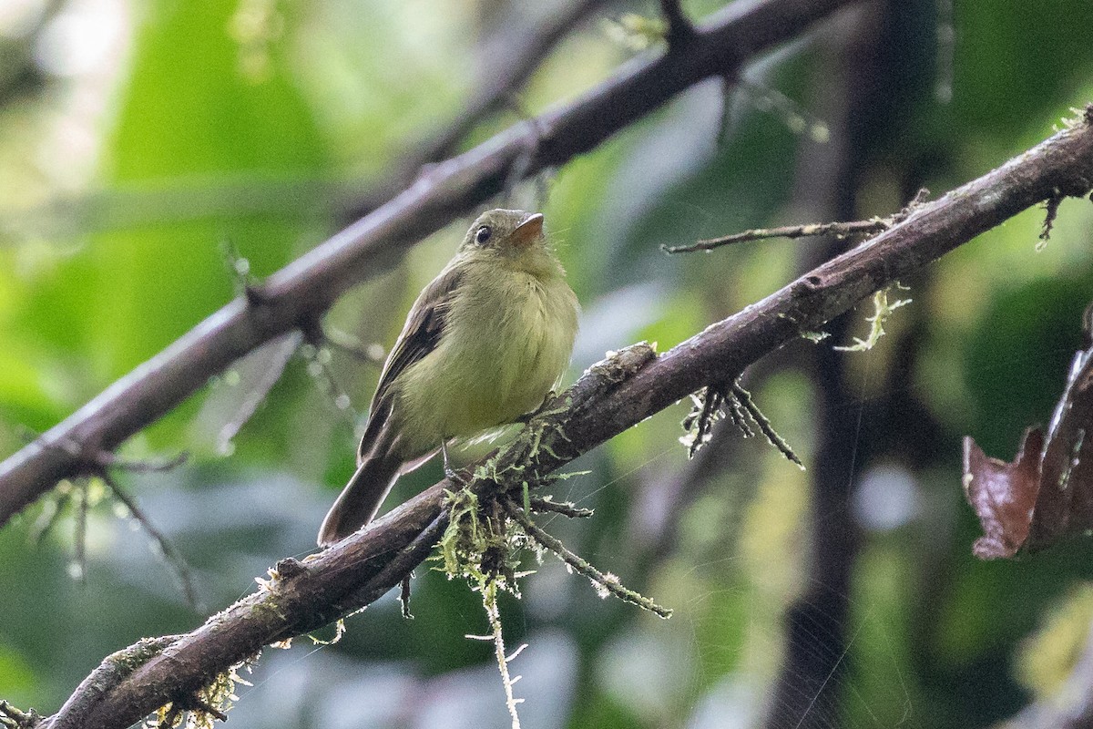 Olivrücken-Schnäppertyrann - ML592545291