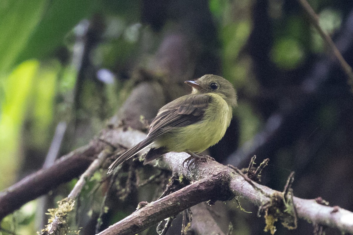 Olivrücken-Schnäppertyrann - ML592545301