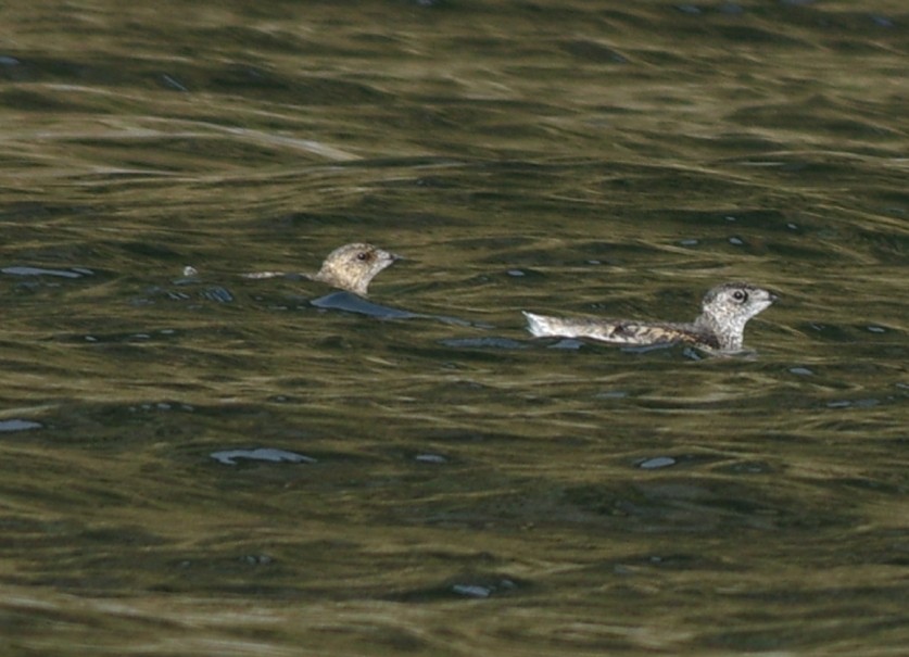 Kittlitz's Murrelet - ML592546911