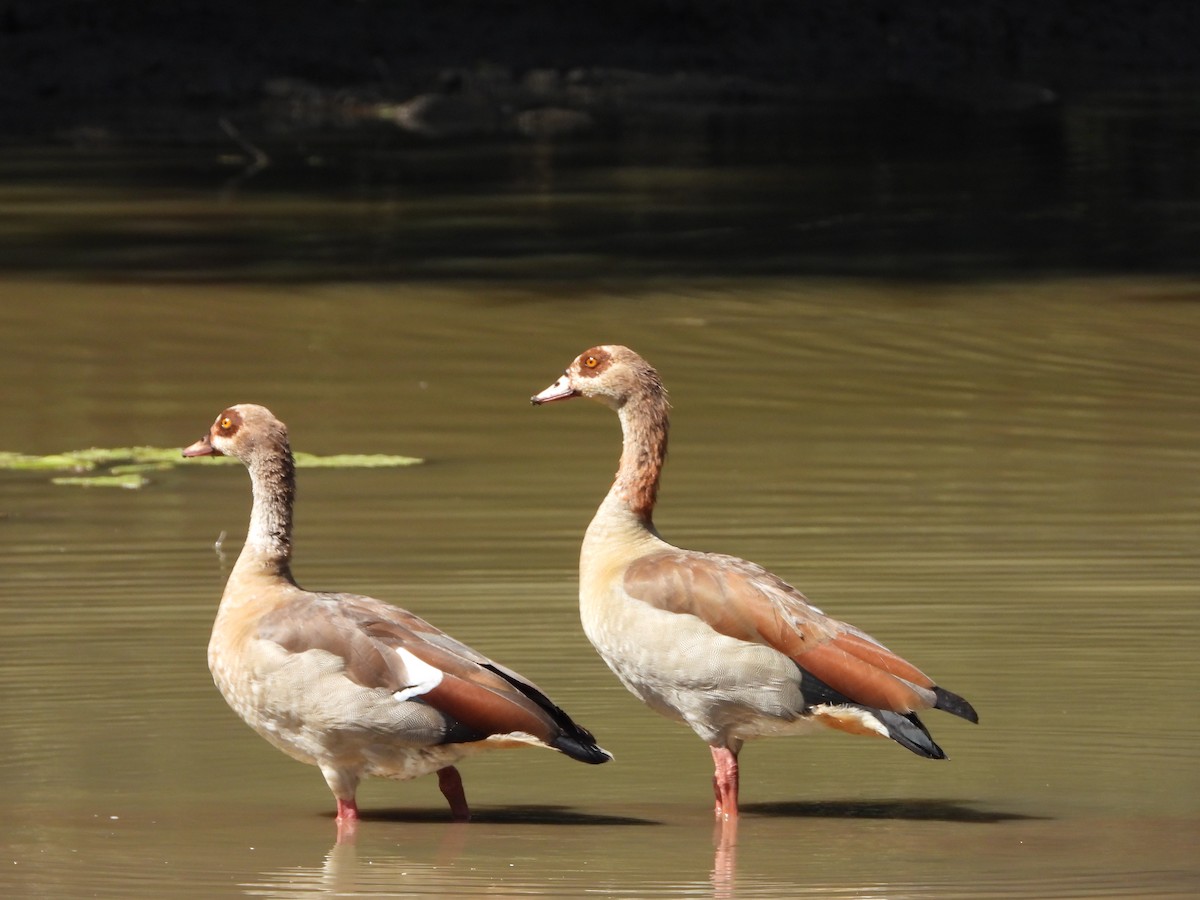 Nilgans - ML592547171