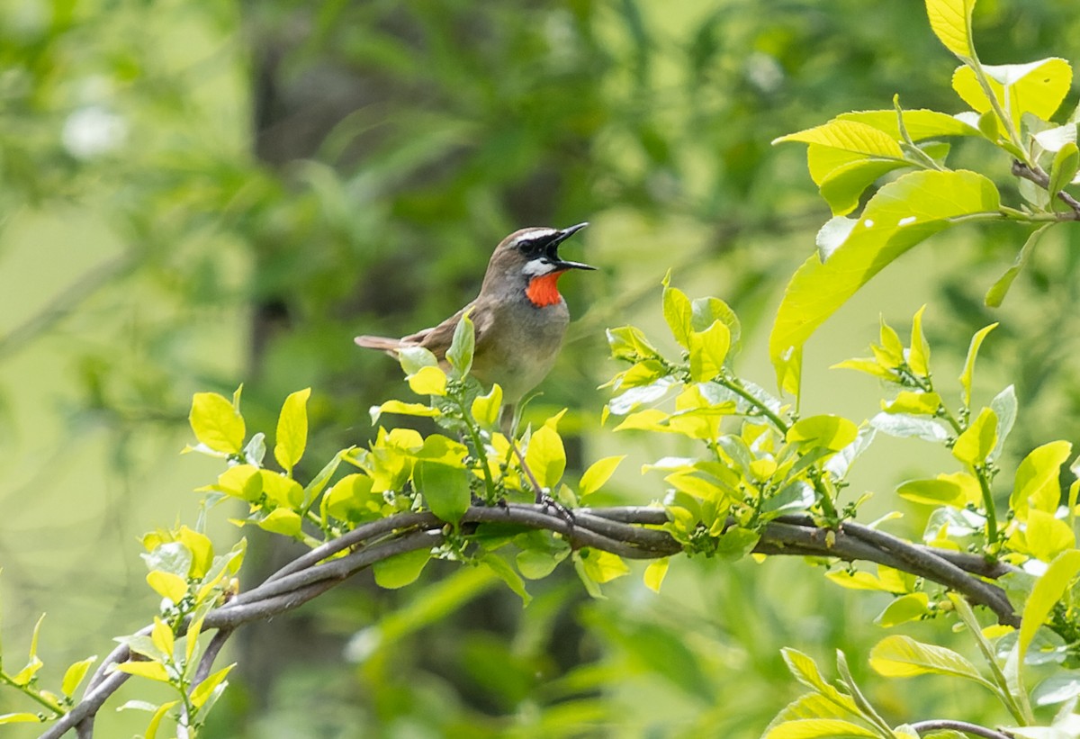 Siberian Rubythroat - Simon Colenutt