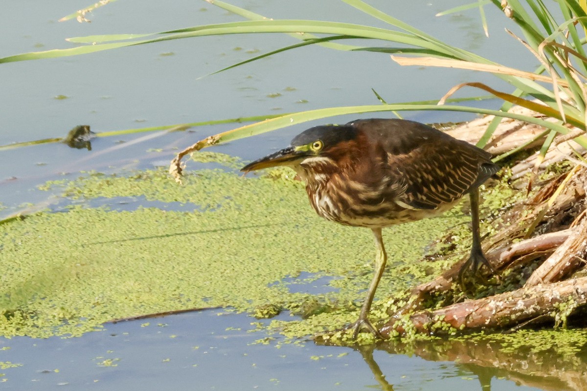 Green Heron - ML592549601