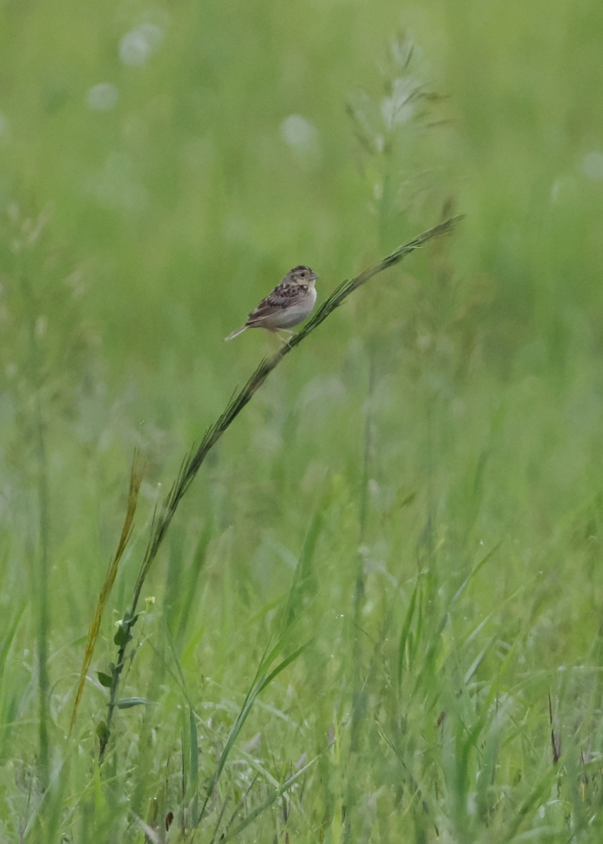 Grasshopper Sparrow - ML592550481