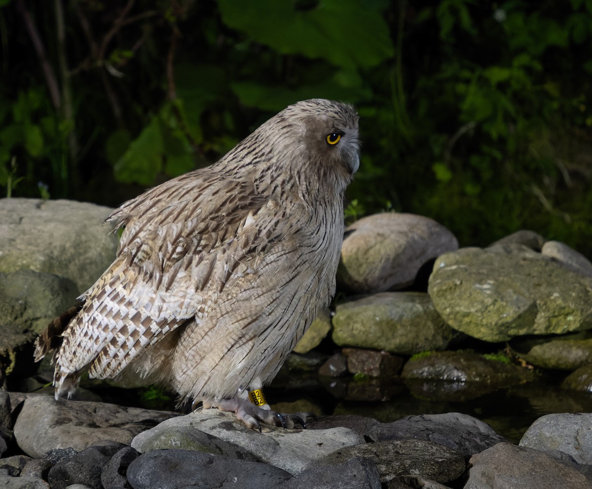 Blakiston's Fish-Owl - Simon Colenutt