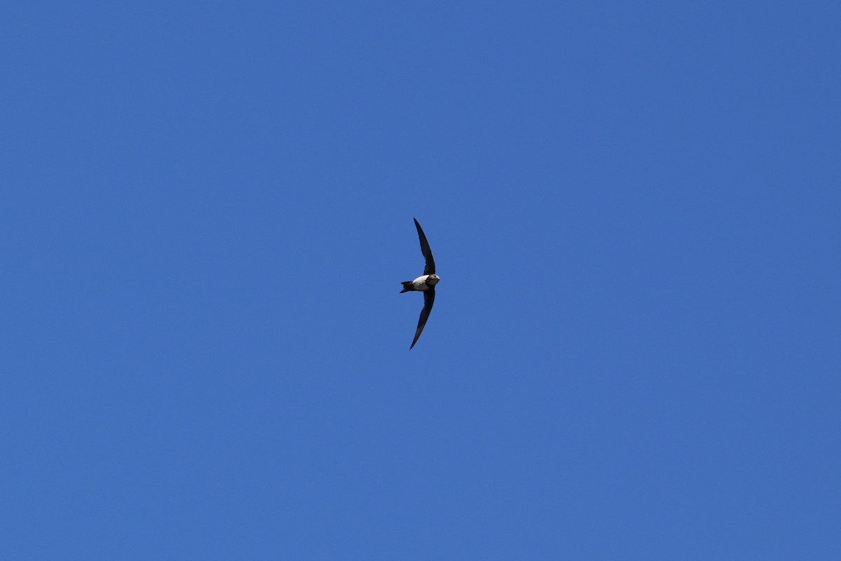 Alpine Swift - ML592550981