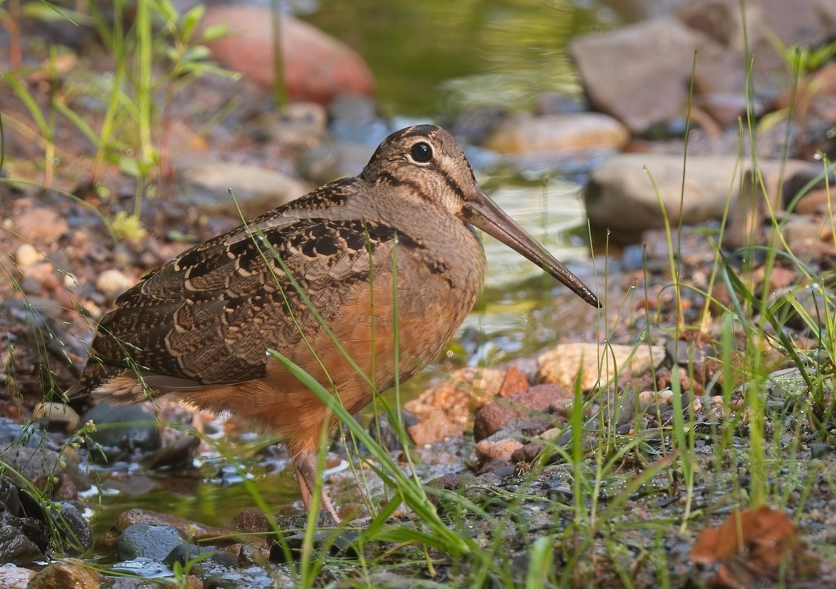 American Woodcock - ML592552231