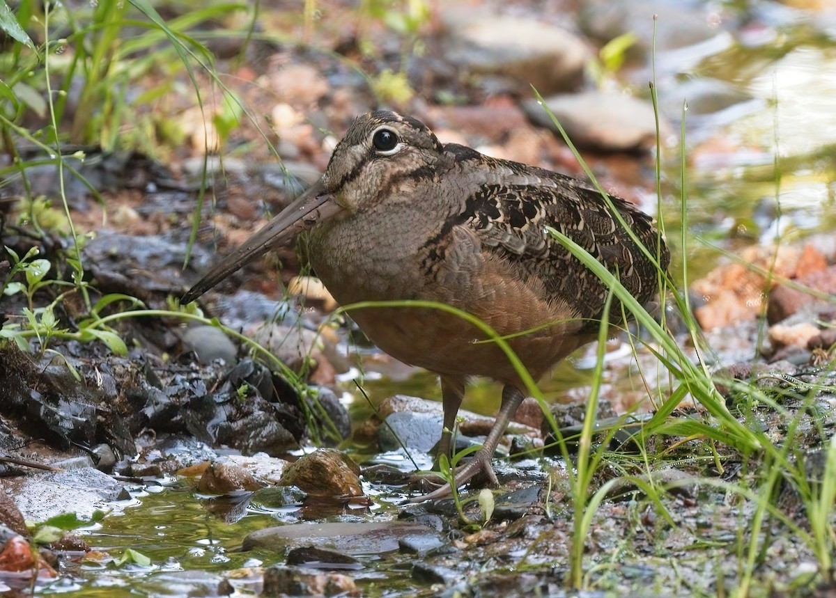 American Woodcock - Kevin Ash