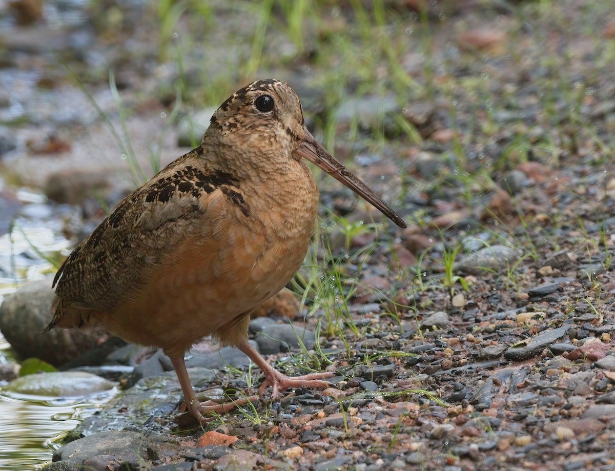American Woodcock - ML592552271