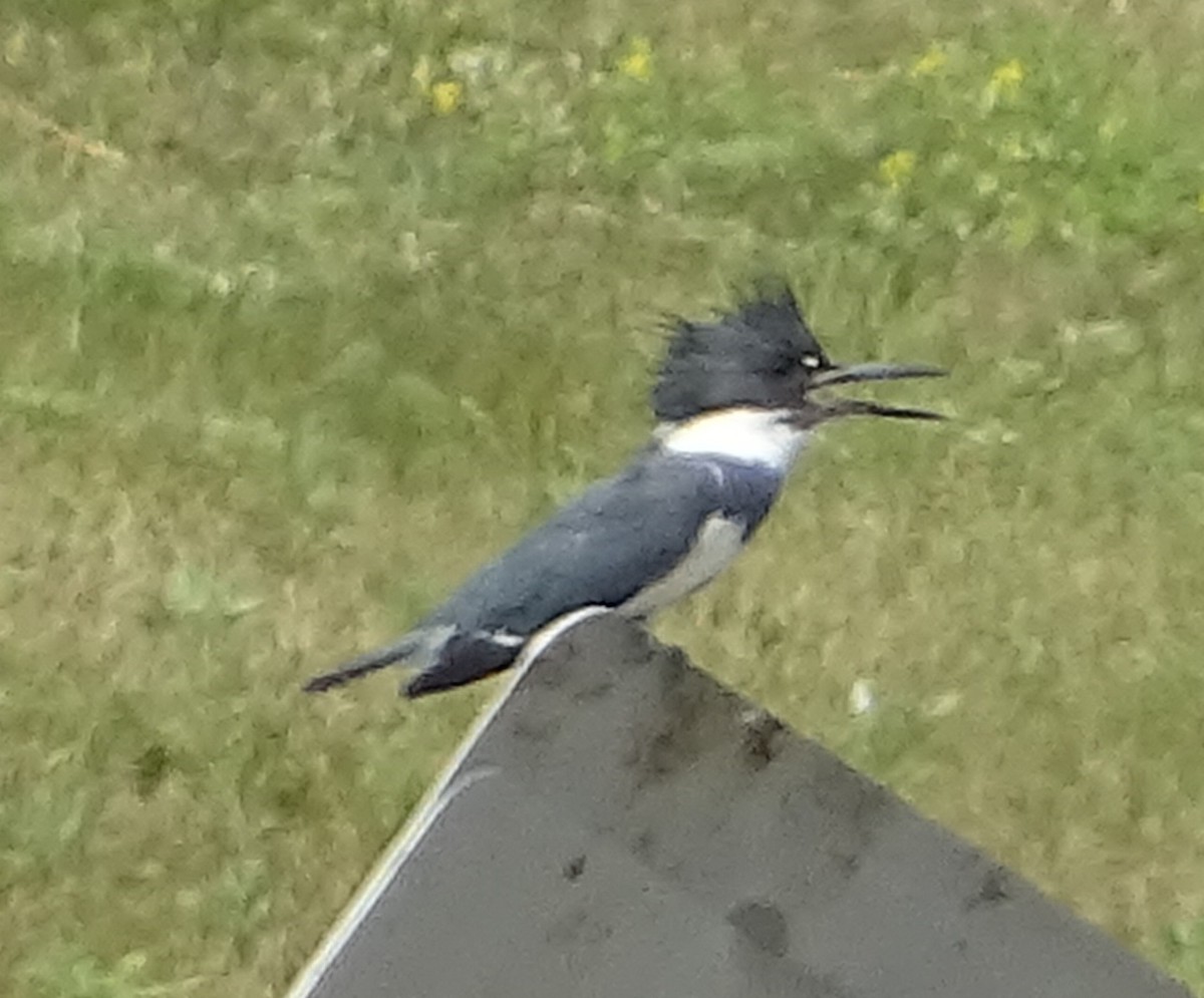 Belted Kingfisher - ML592552321